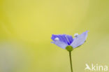 Germander Speedwell (Veronica chamaedrys)