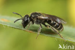 Gewone franjegroefbij (Lasioglossum sexstrigatum)