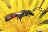 Slender Mining Bee (Lasioglossum calceatum)