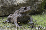 Gewone pad (Bufo bufo)