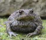 Gewone pad (Bufo bufo)