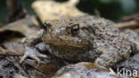 Gewone pad (Bufo bufo)