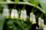 Solomon’s seal (Polygonatum multiflorum)