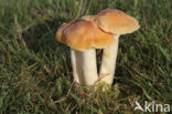 Hygrocybe pratensis var. pratensis