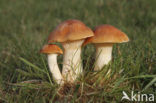 Hygrocybe pratensis var. pratensis