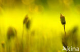 haircap moss (Polytrichum commune)