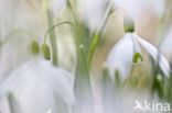 Common Snowdrop (Galanthus nivalis)