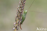 Short-winged Cone-head (Conocephalus dorsalis)