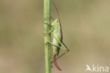 Short-winged Cone-head (Conocephalus dorsalis)