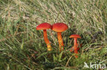 Vermilion Waxcap (Hygrocybe miniata)