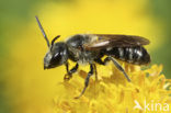 Glanzende bandgroefbij (Lasioglossum zonulum)