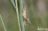 Gouden sprinkhaan (Chrysochraon dispar) 