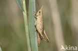 Gouden sprinkhaan (Chrysochraon dispar) 