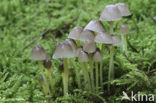 Yellowleg bonnet (Mycena epipterygia)