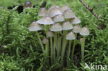 Yellowleg bonnet (Mycena epipterygia)