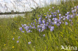 Grasklokje (Campanula rotundifolia)