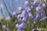 Grasklokje (Campanula rotundifolia)