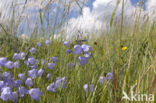 Grasklokje (Campanula rotundifolia)