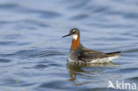 Grauwe Franjepoot (Phalaropus lobatus)