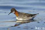 Grauwe Franjepoot (Phalaropus lobatus)