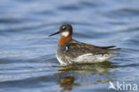 Red-necked Phalarope (Phalaropus lobatus)