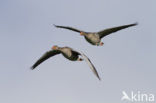 Grauwe Gans (Anser anser)