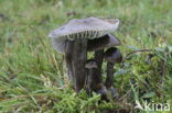 Grauwe wasplaat (Hygrocybe unguinosa) 