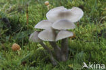 Grauwe wasplaat (Hygrocybe unguinosa) 