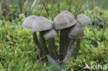 Grauwe wasplaat (Hygrocybe unguinosa) 