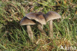 Slimy Waxcap (Hygrocybe unguinosa)