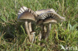 Grauwe wasplaat (Hygrocybe unguinosa) 