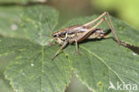 Greppelsprinkhaan (Metrioptera roeselii)