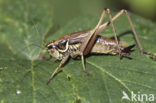 Greppelsprinkhaan (Metrioptera roeselii)