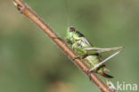 Roesel’s Bush-cricket (Metrioptera roeselii)