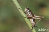 Roesel’s Bush-cricket (Metrioptera roeselii)