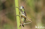 Roesel’s Bush-cricket (Metrioptera roeselii)
