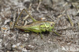 Roesel’s Bush-cricket (Metrioptera roeselii)