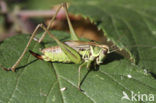 Roesel’s Bush-cricket (Metrioptera roeselii)