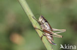 Roesel’s Bush-cricket (Metrioptera roeselii)