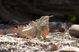 green iguana (Iguana iguana)