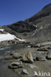 Grossglockner