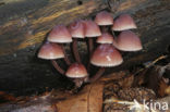 Grote bloedsteelmycena (Mycena haematopus)