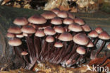 Grote bloedsteelmycena (Mycena haematopus)