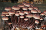 Grote bloedsteelmycena (Mycena haematopus)