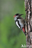 Great Spotted Woodpecker (Dendrocopos major)