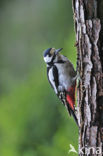 Grote Bonte Specht (Dendrocopos major)