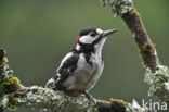 Grote Bonte Specht (Dendrocopos major)