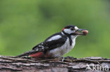 Grote Bonte Specht (Dendrocopos major)