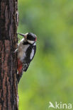 Great Spotted Woodpecker (Dendrocopos major)