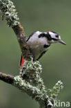 Great Spotted Woodpecker (Dendrocopos major)